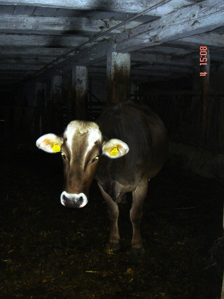 Kossan Lotte, en av invånarna i Obdachegg, Steier. Foto: Niclas Carlsson. Åkare: Kossan Lotte.