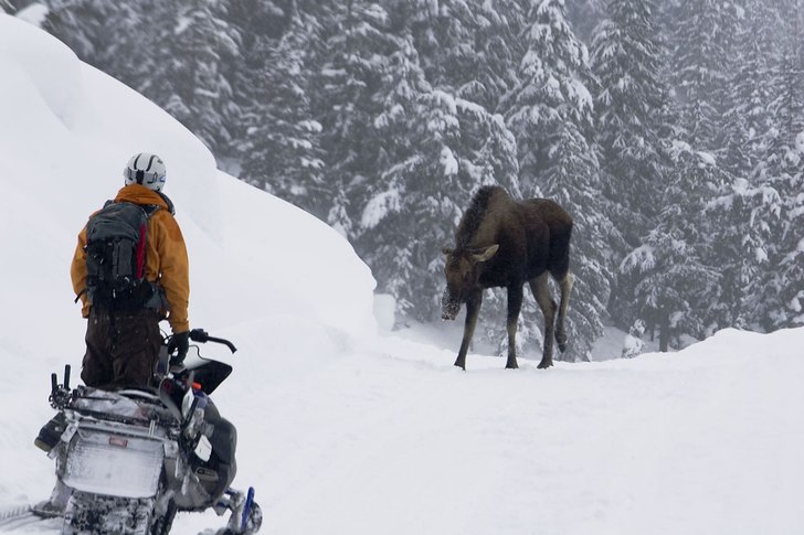 Många arga älgar i Alaska...
På väg upp till . Foto: oskarenander.com. Åkare: Stephan Drake.
