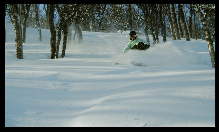 En trevlig morgon med nysnö i skogen.. Foto: Ebony. Åkare: Johan Olsson.