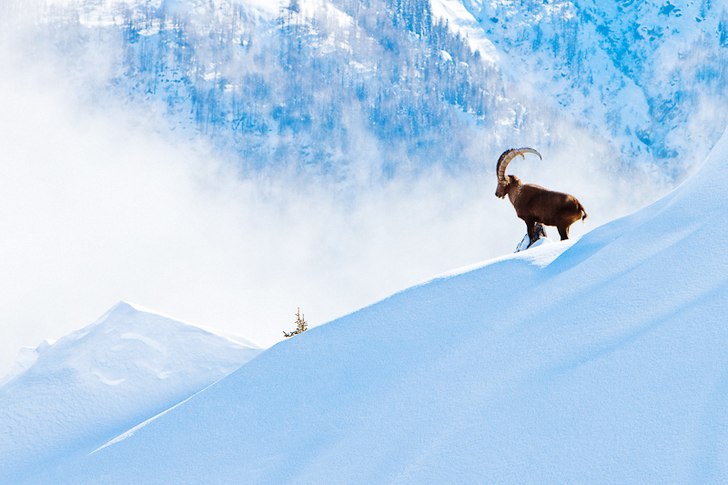 Stenbock på en kam i Chamonix.. Foto: Magnus Sandström.