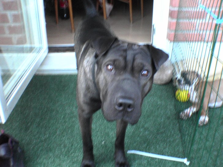 Foto: min hund. Åkare: Piteå.