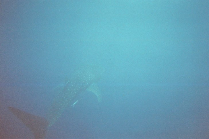 Det här är den största fisk jag någonsin skåd. Foto: Emilie Andersson (jag alltså). Åkare: Valhaj.