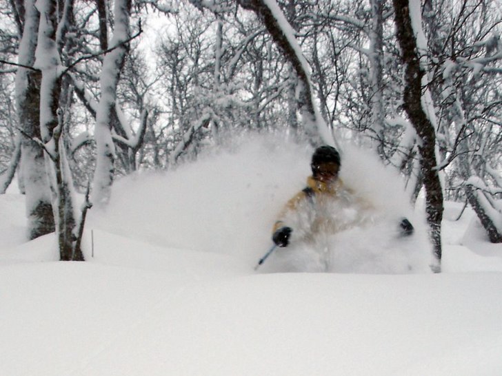 Skön puderåkning i gummiskogen. Foto: Lisa Wallman. Åkare: Daniel Chapuis.