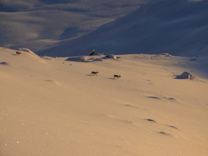 Under en åktur i Kobåset kan man hitta vad som h. Foto: Erik Gölén.