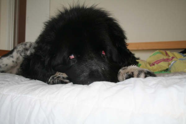 Bästa resekompisen slappar i stugan.......... Foto: Linn Fritiofsson. Åkare: Baltasar Baltemannen Bästa vännen.