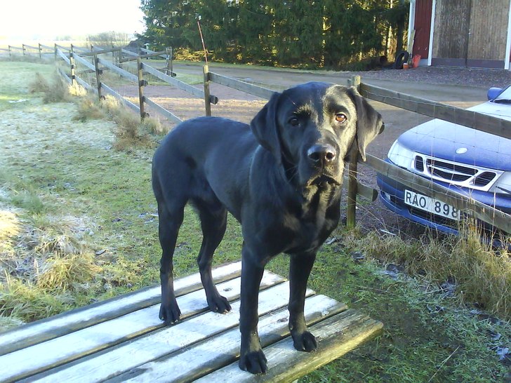 Figo, hunden som alltid ställer upp!. Foto: Elin Adamsson. Åkare: Figo.