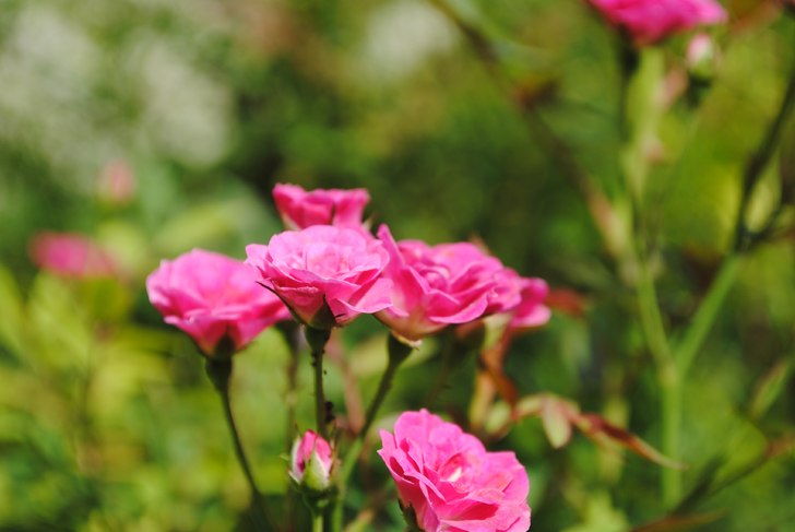 Foto: Linn Östlund.