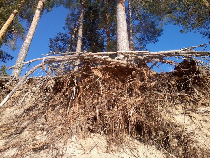 Foto: ian Archibald.