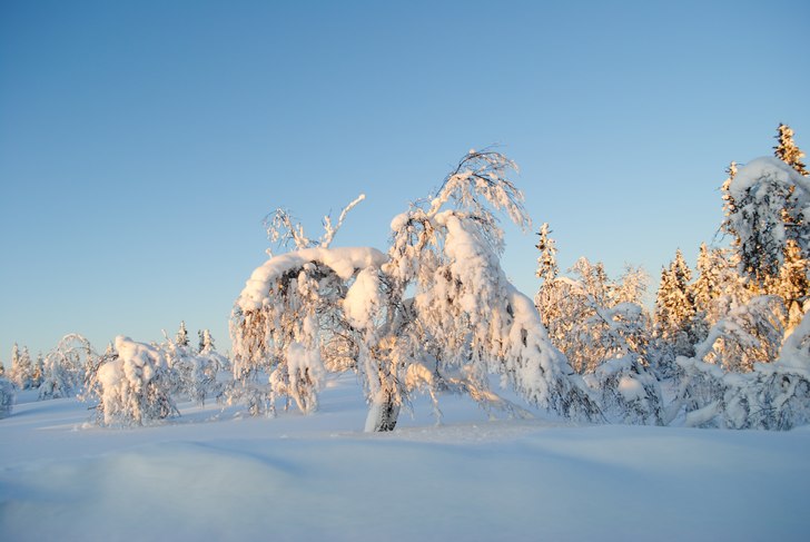 Foto: Linn.
