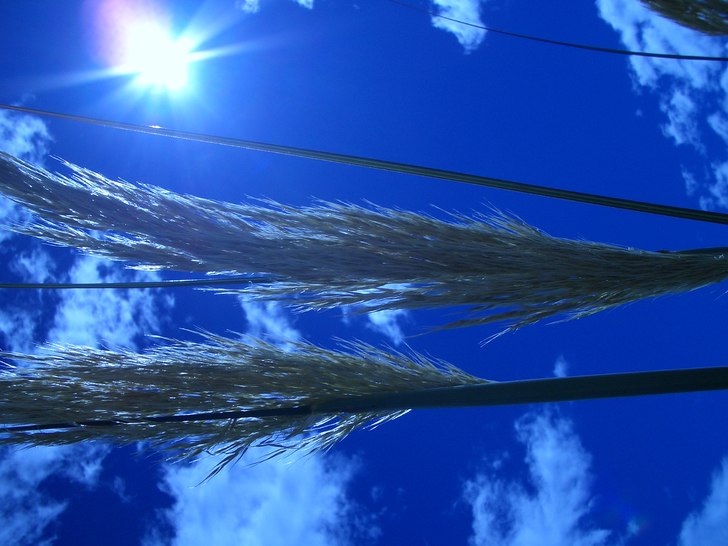 Sommarbild. Foto: Anna-karin Olausson.