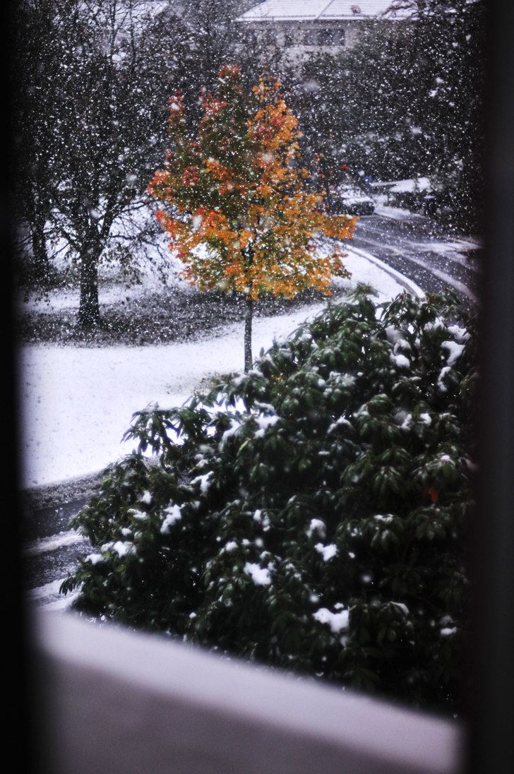 Härligt att se snön falla för första gången d. Foto: Erik Lidas Lidström.