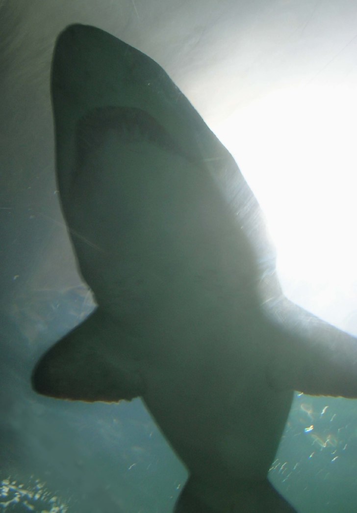 Monster!. Foto: Karolina. Åkare: karolina.