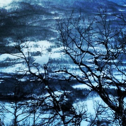 en riktigt fin  bild på en kittel fjäll ripa  = . Foto: hampus fjällstedt.