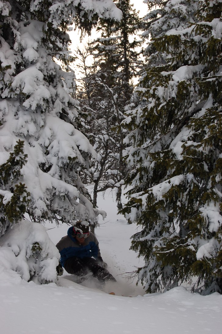 Köttar på genom skogen.... Foto: Christian Myrbråten. Åkare: Johnny Isgren.