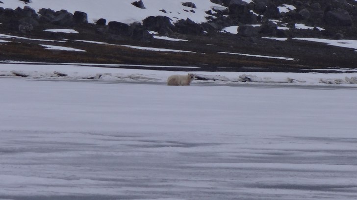 Isbjörn. Foto: Jag.