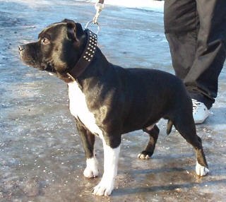 Åkare: Framtida hund,kommer i sommar.