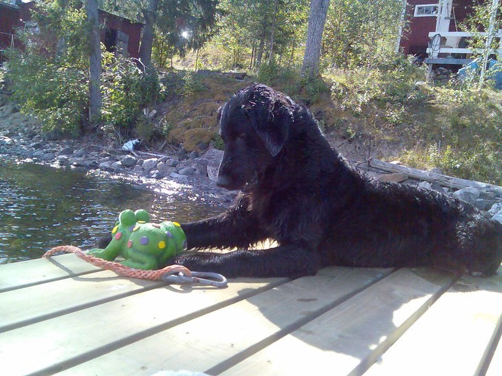 Foto: jonny öhrn. Åkare: Troll.