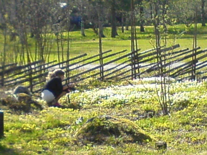 Vitsippor är vackra som snö men duger inte till . Foto: Mats Mäki. Åkare: Ella-Karin Mäki.