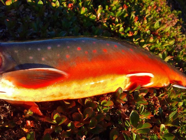 en fin lekmogen röding. Foto: ulf närwall.