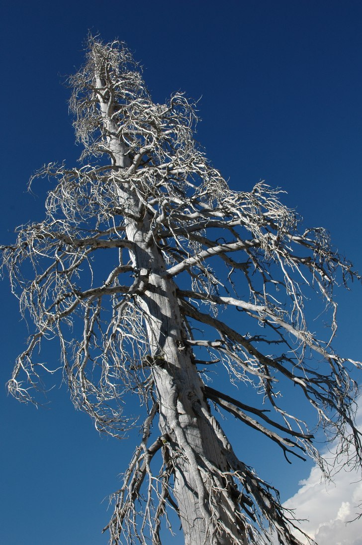 Gamelgrå. Foto: Malin Jones.