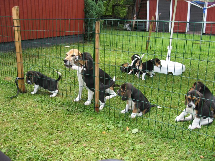Foto: Martin Larson. Åkare: Daisy och 8 valpar.
