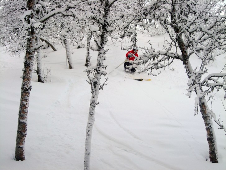 Leker lite i skogen, snön var rel. djup och trevl. Foto: Anna Ståhl. Åkare: Carl Edin.