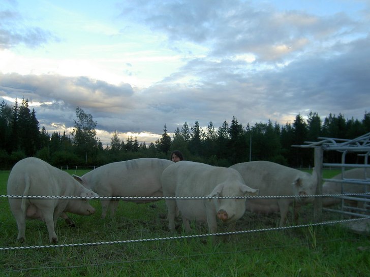 Underskattat att hänga med grisar faktiskt!. Foto: Adrian frölund. Åkare: Åke, Kjell, Lennart, Nisse o så jag längst bak.