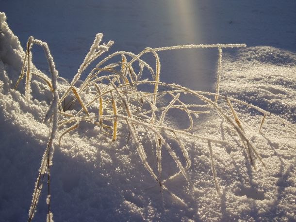 den va fin, så jag tog ett kort. vet inte vad de . Foto: andrea lundqvist.