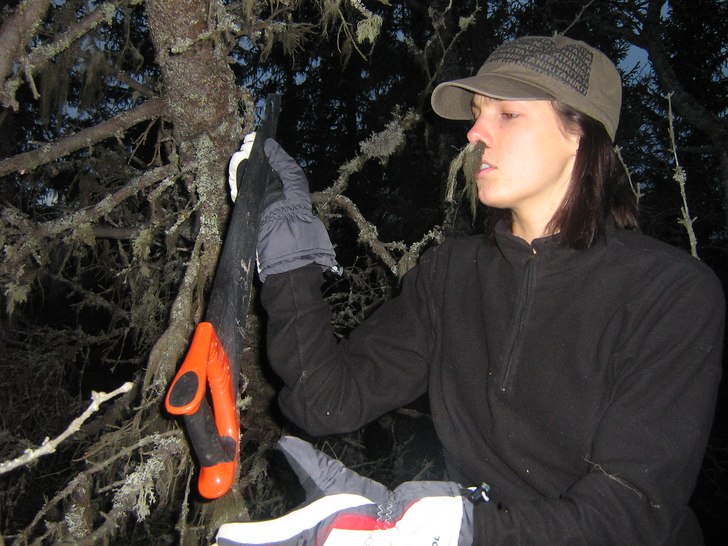 dags att hiva ner granen som hängde över björne. Foto: kristin kensby.