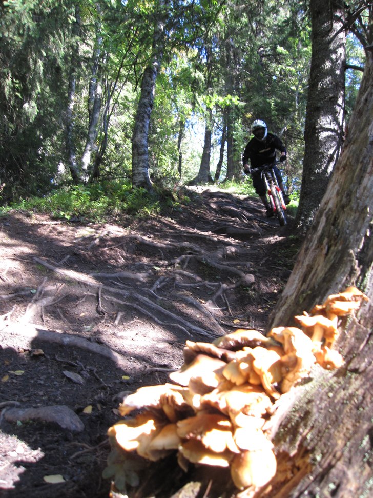 Foto: Angelica. Åkare: Näsman.