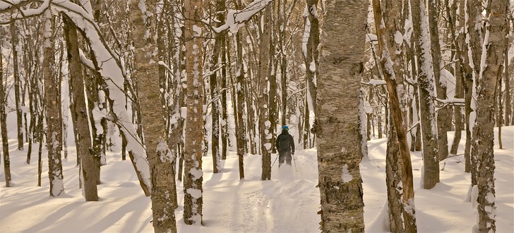 Johan glider genom skogen efter ett av resans bäs. Foto: Patrick Södermark. Åkare: Johan Isaksson.