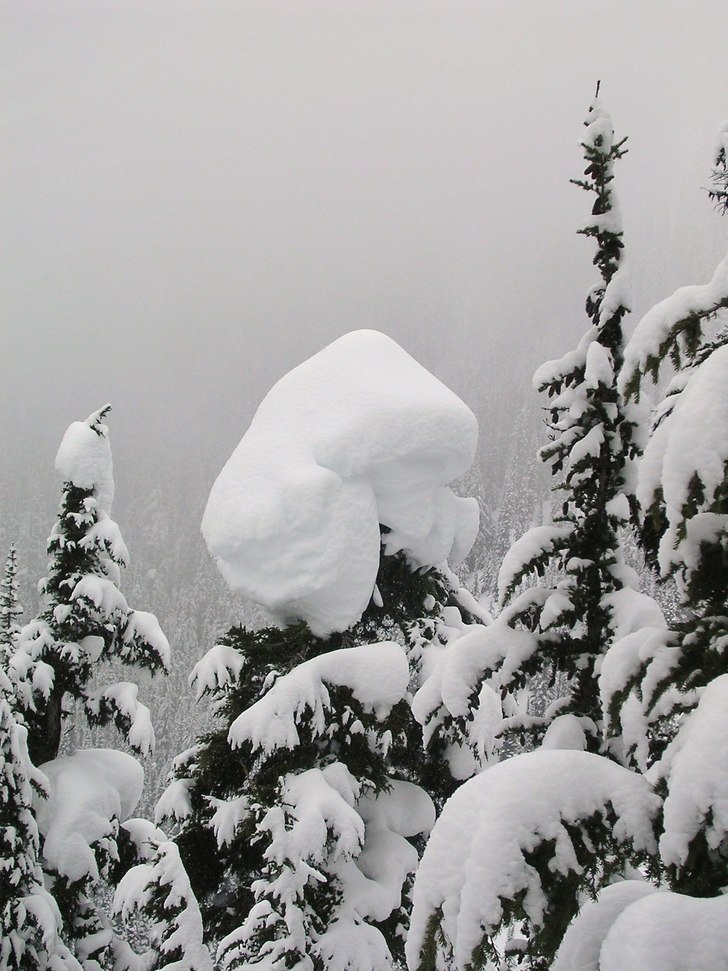 Foto: jag. Åkare: en svamp.