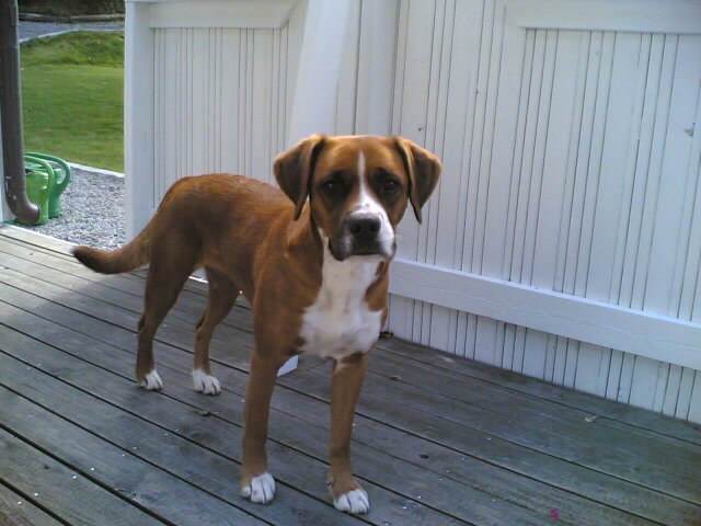 min hund jessie. Foto: Jag.