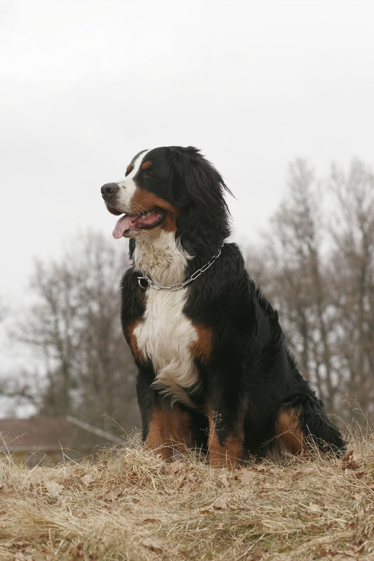 Bild på hunden bara. Efter önskemål.... Foto: Richard Sundberg. Åkare: Baloo.