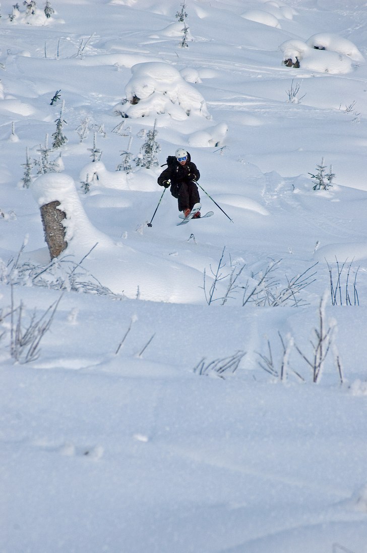 Alexis stutsar ner för hygget som man skulle beh�. Foto: Björn Bonthron. Åkare: Alexis.