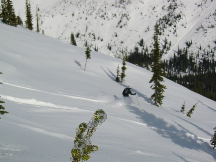 Autofokusen tyckte att grankvisten var roligare. . Foto: Niklas Ruthner. Åkare: Chris Arancio.