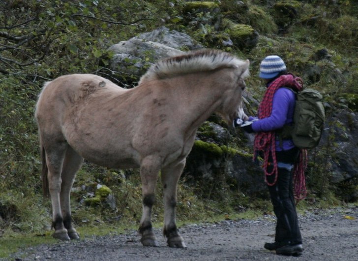 Fant en fin hest på klatretur i Hardanger i Norge. Foto: Stian.