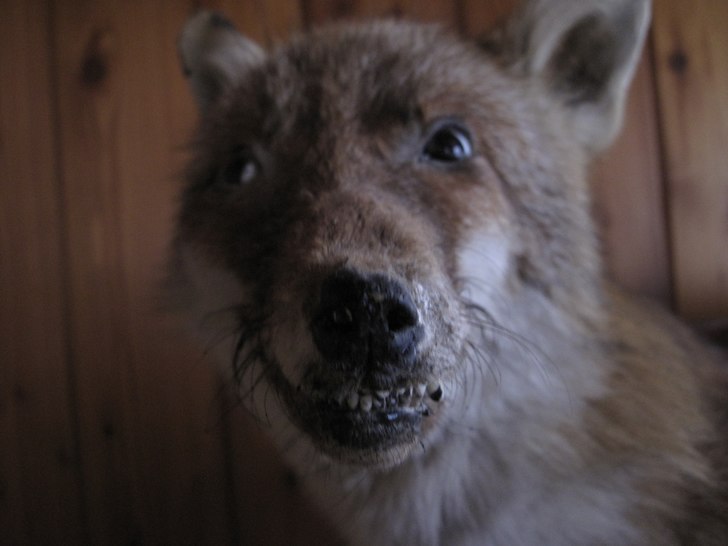 Barvakt längst in i dalen.. Foto: Jonny. Åkare: Ziggeräv.