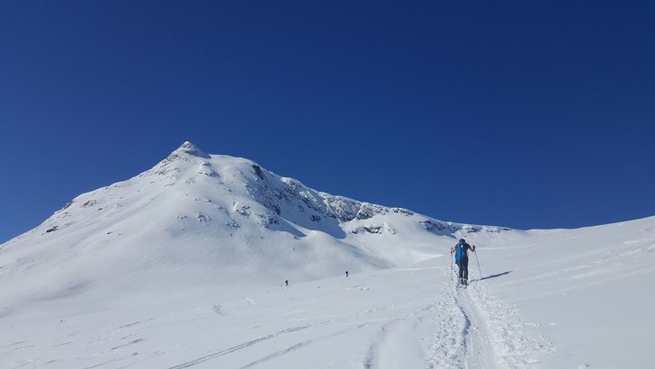 Toppen och ryggen på Blånebba.
