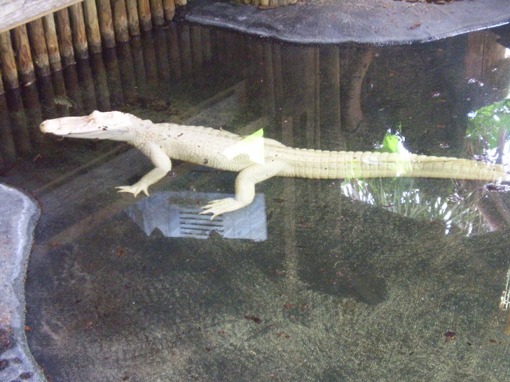 The albino aligator.