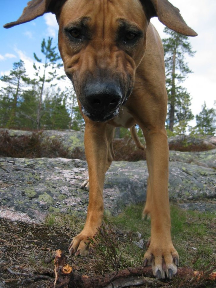 Foto: Jonas Tjernlund. Åkare: Hemi.