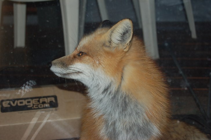 Foto: Matt "Kiwi" Watts. Åkare: Steve Fox.