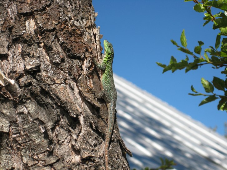 Foto: John Skogsbacke. Åkare: Mr Lizzard.