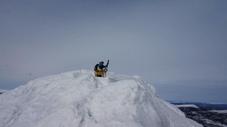Ja, vovven hade en Pieps TX600 runt halsen :). Foto: Rikard Norman.