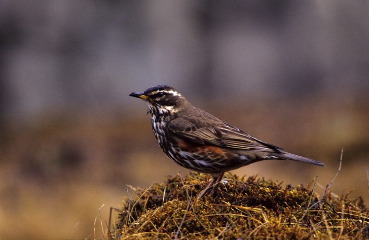 Bländare: 5,6
Slutare: 1500
Objektiv: 400mm
Fi. Foto: Johan Ståhlberg. Åkare: Rödvingetrast.