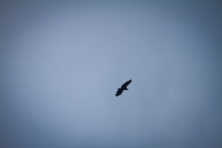 Foto: Christine Hargin.