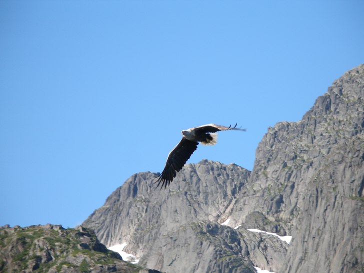 Havsörn nära trollfjorden. Foto: Gustaf Karlsson.