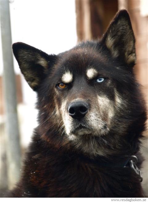 Don´t mess with me boy!!!. Foto: Fred. Åkare: Kauto.
