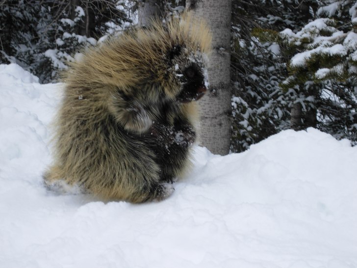 Vårat lilla liftdjur! . Foto: Staffan Björklund. Åkare: Porky Pine, "Snicky".