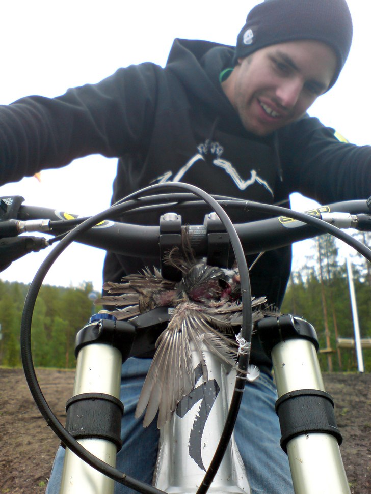 Fågel i styrstammen.... Foto: moi. Åkare: dannedieharder.